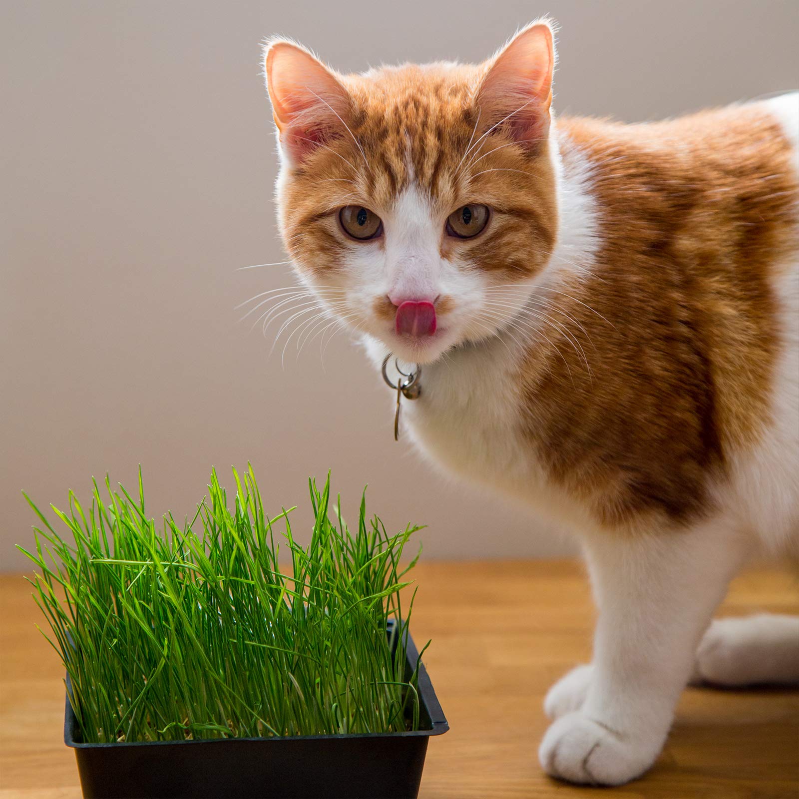 Organic Cat Grass Seed Blend for Planting - 12 oz. Handy Pantry Brand - A Healthy Mix of Organic Wheatgrass Seeds, Barley, Oats, and Rye Seeds - Non-GMO Wheatgrass Seeds for Pets