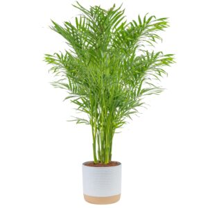 costa farms cat palm, live indoor houseplant in garden plant pot, floor house plant potted in potting soil, housewarming gift for new home, living room, office, patio palm tree decor, 3-4 feet tall