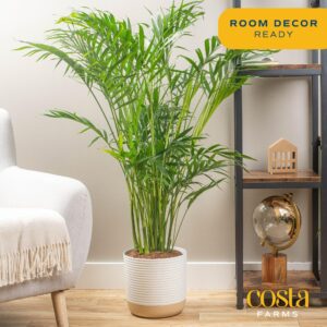 Costa Farms Cat Palm, Live Indoor Houseplant in Garden Plant Pot, Floor House Plant Potted in Potting Soil, Housewarming Gift for New Home, Living Room, Office, Patio Palm Tree Decor, 3-4 Feet Tall