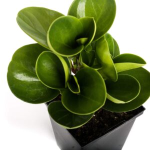 Plants by Post Green Peperomia Obtusifolia Quart Baby Rubber Plant 4" Easy Houseplant