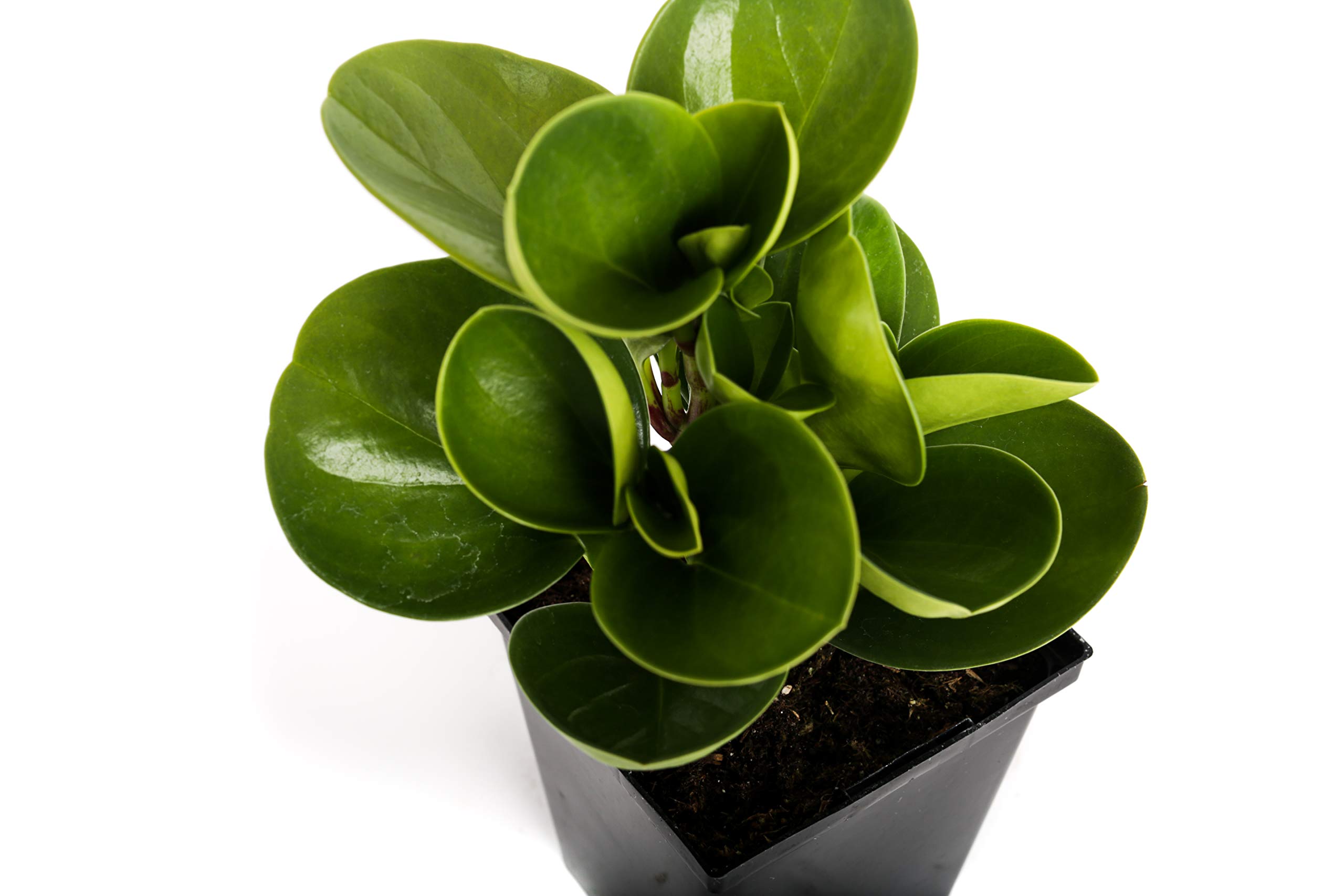 Plants by Post Green Peperomia Obtusifolia Quart Baby Rubber Plant 4" Easy Houseplant