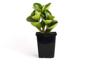 plants by post green peperomia obtusifolia quart baby rubber plant 4" easy houseplant