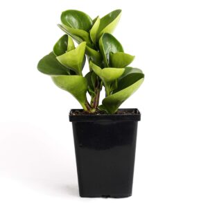 Plants by Post Green Peperomia Obtusifolia Quart Baby Rubber Plant 4" Easy Houseplant