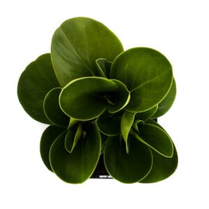 Plants by Post Green Peperomia Obtusifolia Quart Baby Rubber Plant 4" Easy Houseplant