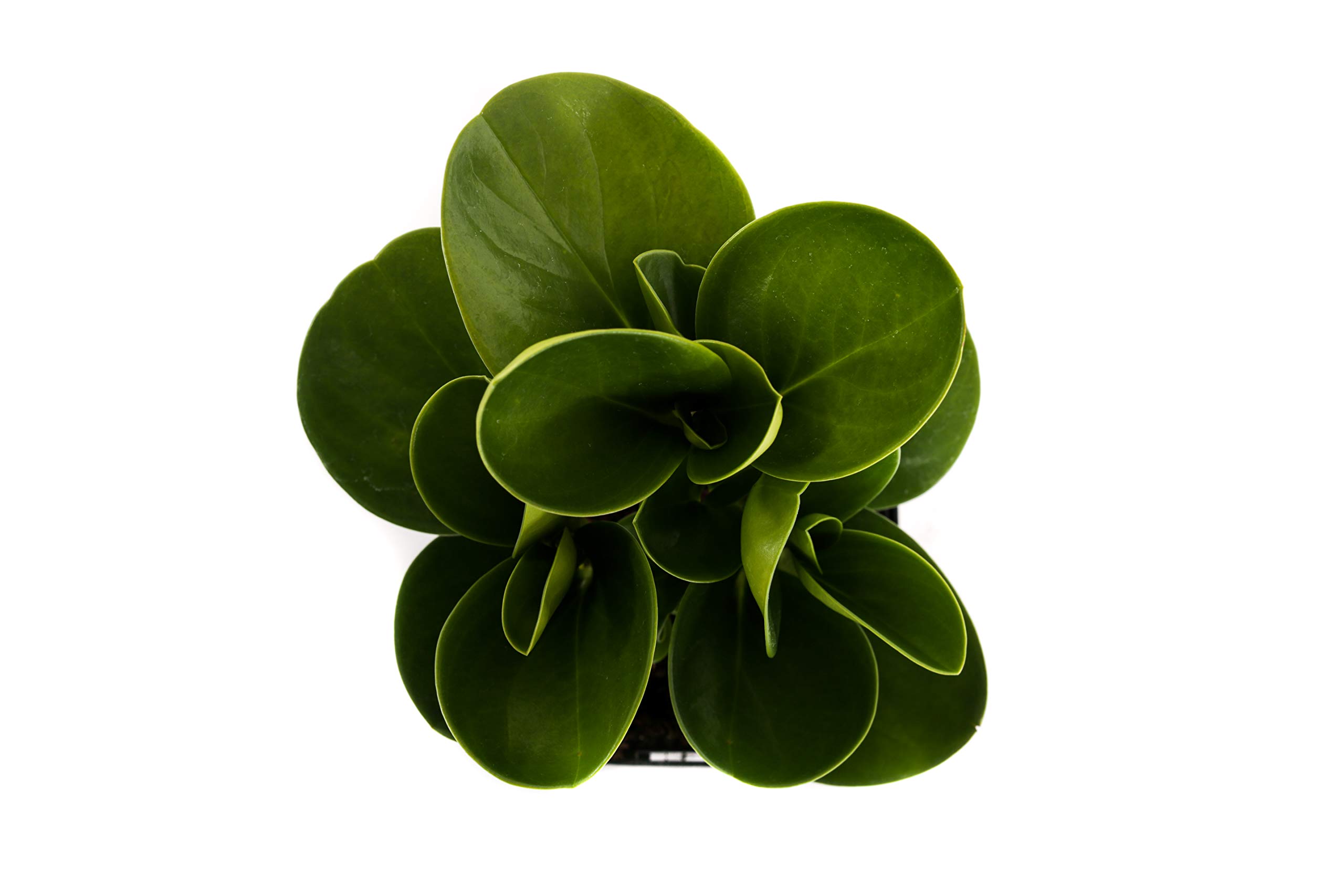 Plants by Post Green Peperomia Obtusifolia Quart Baby Rubber Plant 4" Easy Houseplant