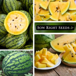 Sow Right Seeds - Yellow Crimson Sweet Watermelon Seed for Planting - Non-GMO Heirloom Packet with Instructions to Plant a Home Vegetable Garden - Rare Yellow Flesh Melon with Sweet Flavor (1)