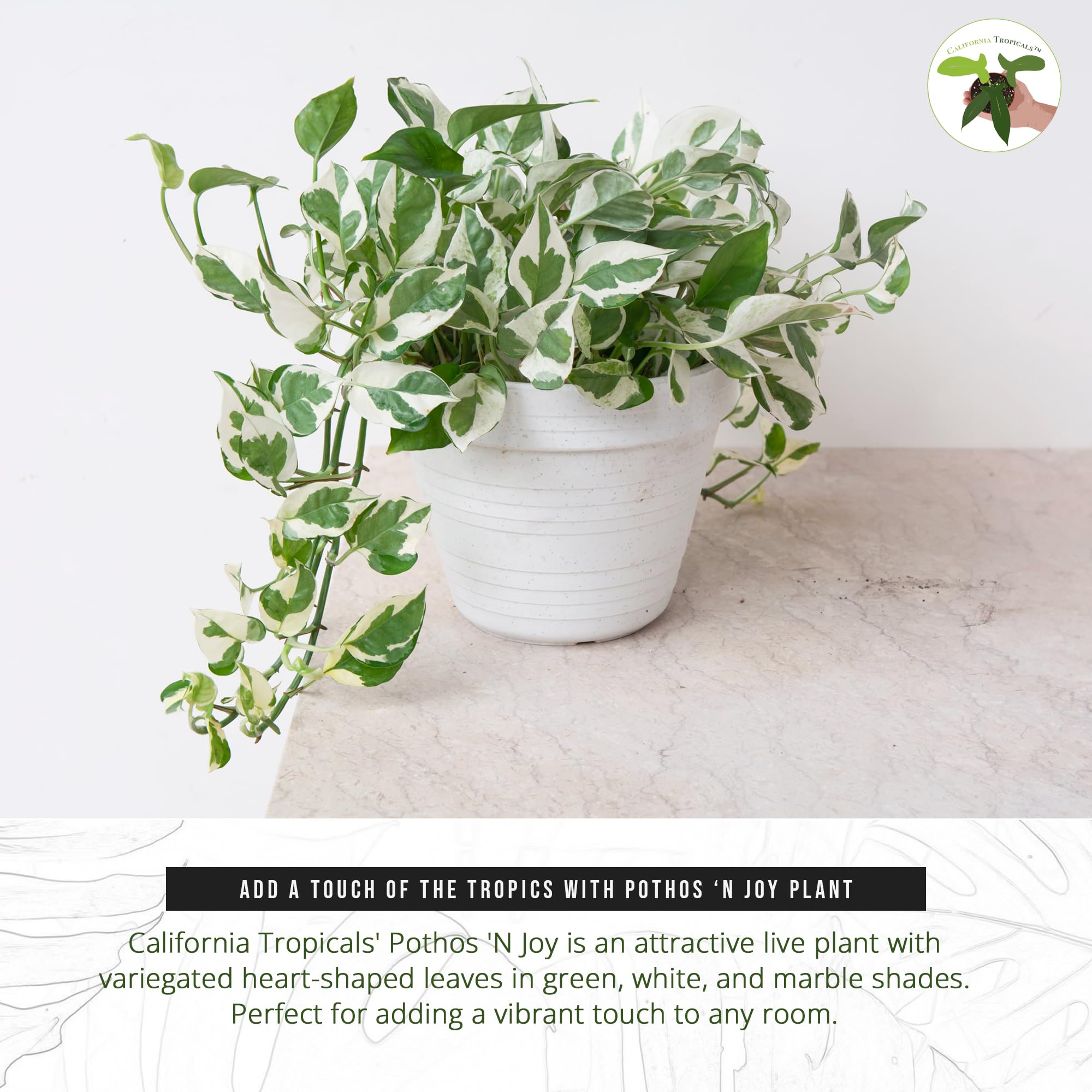 California Tropicals Pothos 'N Joy - 4" Live Plant - Variegated White and Green Leaves - Easy to Care for - Perfect for Indoor and Outdoor Home Decor, Office, and Gift - Pot Included