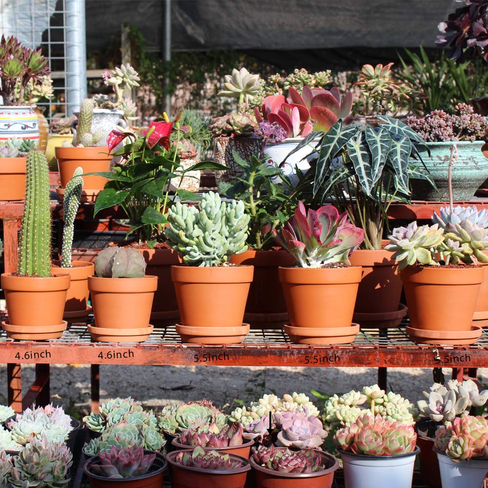 Terra Cotta Pots with Saucer- 6-Pack Large Clay Pots 5.5'' Ceramic Pottery Planter Cactus Flower Succulent Pot with Drainage Hole- Great for Plants,Crafts terra cotta planter