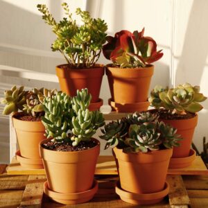 Terra Cotta Pots with Saucer- 6-Pack Large Clay Pots 5.5'' Ceramic Pottery Planter Cactus Flower Succulent Pot with Drainage Hole- Great for Plants,Crafts terra cotta planter