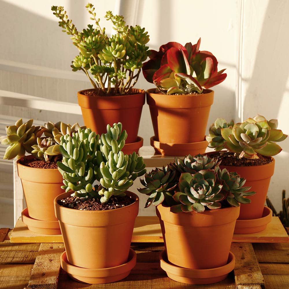 Terra Cotta Pots with Saucer- 6-Pack Large Clay Pots 5.5'' Ceramic Pottery Planter Cactus Flower Succulent Pot with Drainage Hole- Great for Plants,Crafts terra cotta planter