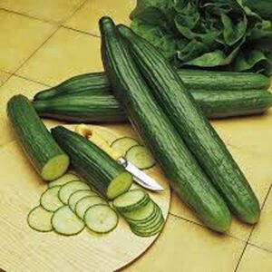 cucumber, long green improved, non gmo, heirloom, high producer, 50 seeds, great flavor, easy to grow