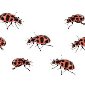 Insect Lore Tube of Ladybug Larvae | 10-15 Live Pink Spotted Ladybug Larvae | Grown in USA | Habitat Refill