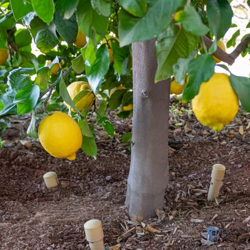 24-inch DEEP DRIP Tree Watering Stake (3 Pack) (Tan) | UV-Protected ABS Plastic Deep Root Irrigation Spike for Trees, Fruit Trees, Flowering Trees, Nut Trees