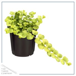 Live Lysimachia Plant - Creeping Jenny (4 Plants Per Pack) - Healthy Trailing Plant - Beautiful Spring Accent - 6" Tall by 4" Wide in 1 Pint Pot