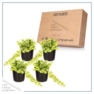 Live Lysimachia Plant - Creeping Jenny (4 Plants Per Pack) - Healthy Trailing Plant - Beautiful Spring Accent - 6" Tall by 4" Wide in 1 Pint Pot