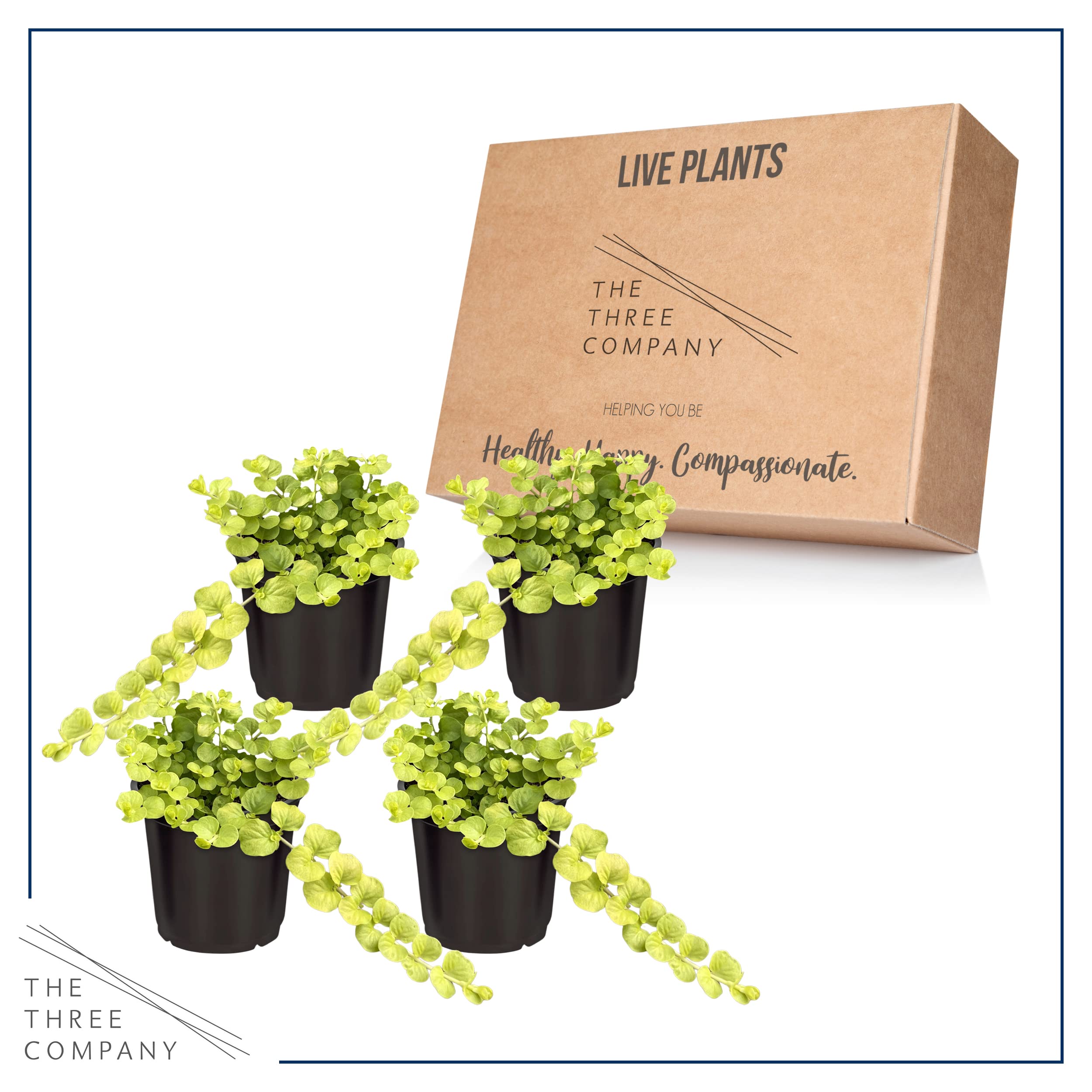 Live Lysimachia Plant - Creeping Jenny (4 Plants Per Pack) - Healthy Trailing Plant - Beautiful Spring Accent - 6" Tall by 4" Wide in 1 Pint Pot