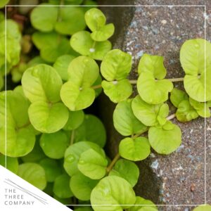 Live Lysimachia Plant - Creeping Jenny (4 Plants Per Pack) - Healthy Trailing Plant - Beautiful Spring Accent - 6" Tall by 4" Wide in 1 Pint Pot