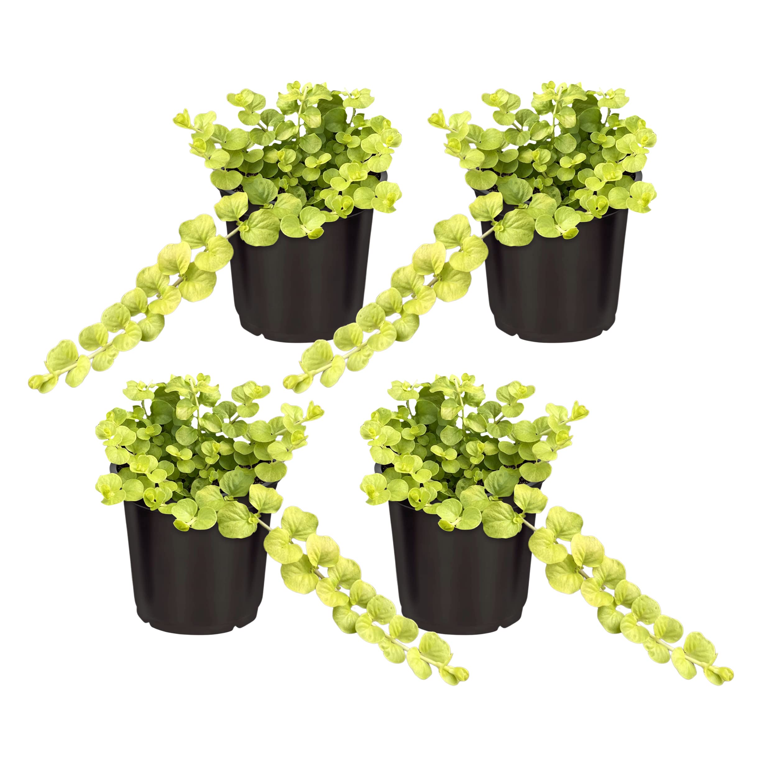 Live Lysimachia Plant - Creeping Jenny (4 Plants Per Pack) - Healthy Trailing Plant - Beautiful Spring Accent - 6" Tall by 4" Wide in 1 Pint Pot