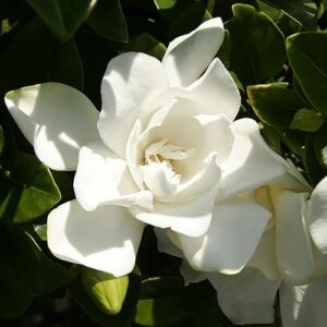 Southern Living Jublilation Gardenia, 2 Gal, Fragrant White Flowers