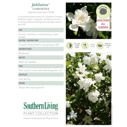 Southern Living Jublilation Gardenia, 2 Gal, Fragrant White Flowers