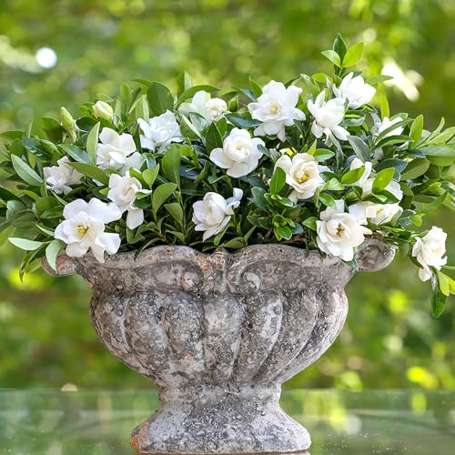 Southern Living Jublilation Gardenia, 2 Gal, Fragrant White Flowers