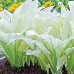 Amazing Deal - 24 Hosta Bare Roots Plants w/Planting Shovel - Mixed Heart-Shaped, Rich Green Foliage, Attracts Butterflies, Hummingbirds & Pollinators, Low Maintenance & Extremely Hardy - Zones 3–9