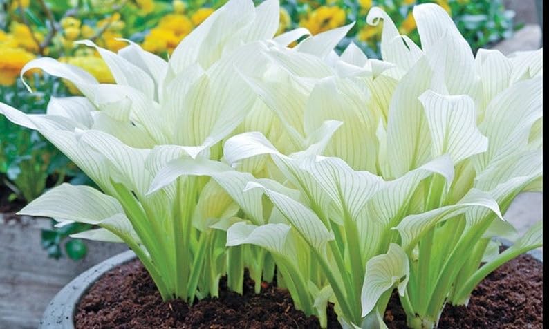 Amazing Deal - 24 Hosta Bare Roots Plants w/Planting Shovel - Mixed Heart-Shaped, Rich Green Foliage, Attracts Butterflies, Hummingbirds & Pollinators, Low Maintenance & Extremely Hardy - Zones 3–9