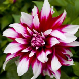 Rare Beautiful Perennial Mixing Color Dahlia Flowers Seeds 100PCS