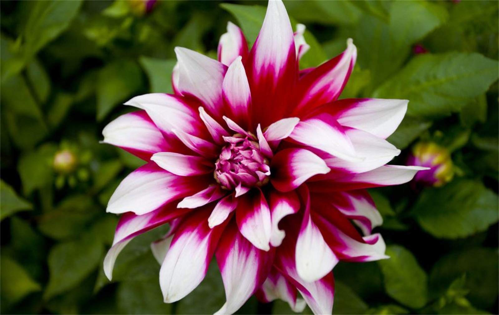 Rare Beautiful Perennial Mixing Color Dahlia Flowers Seeds 100PCS