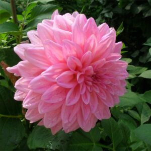 Rare Beautiful Perennial Mixing Color Dahlia Flowers Seeds 100PCS