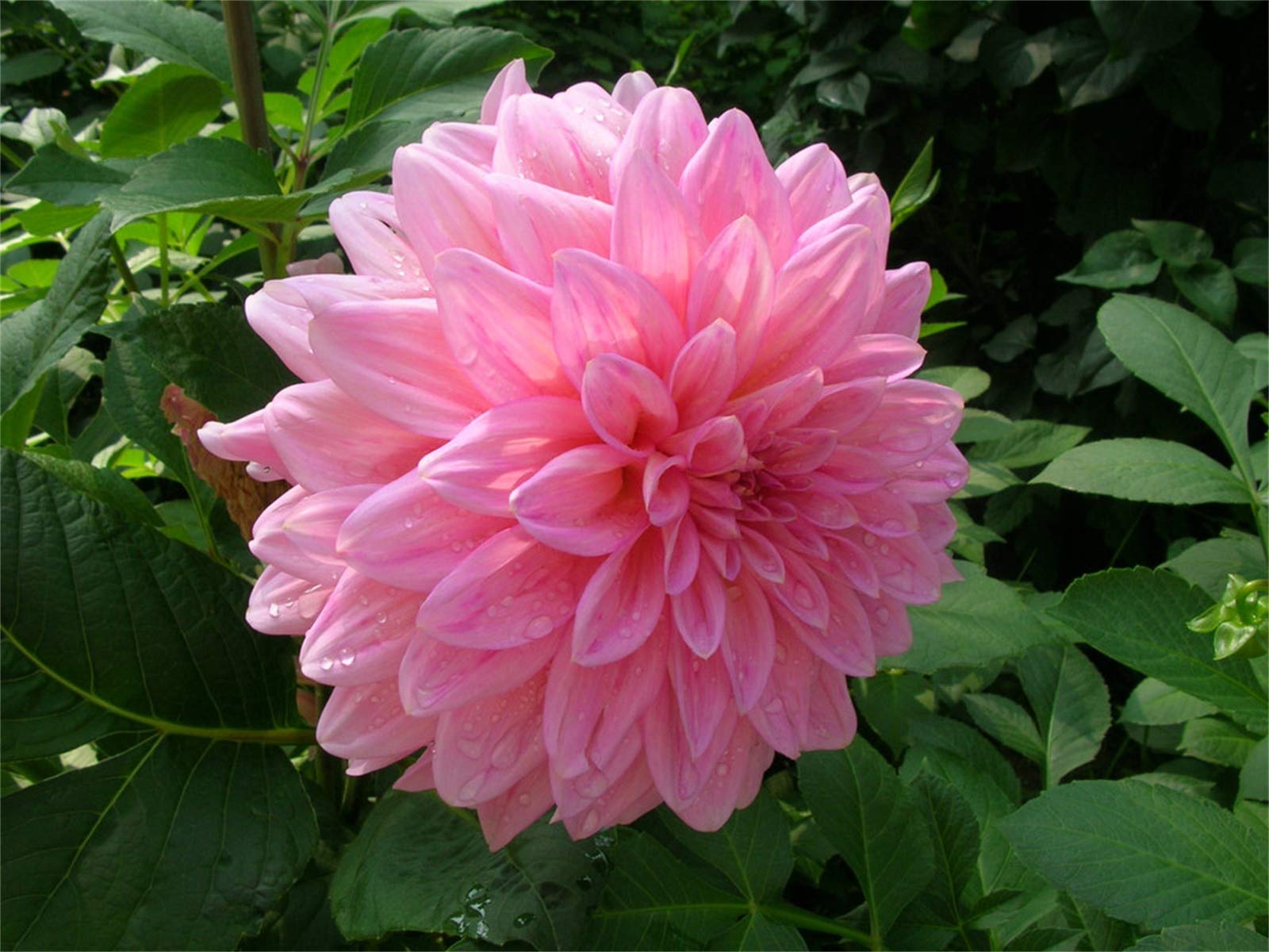 Rare Beautiful Perennial Mixing Color Dahlia Flowers Seeds 100PCS