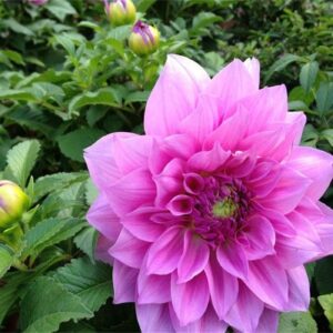 Rare Beautiful Perennial Mixing Color Dahlia Flowers Seeds 100PCS