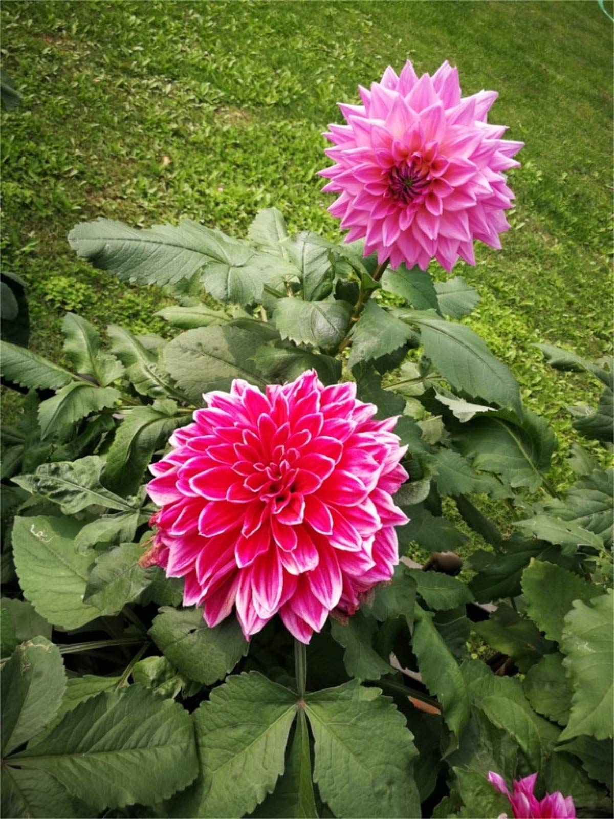 Rare Beautiful Perennial Mixing Color Dahlia Flowers Seeds 100PCS