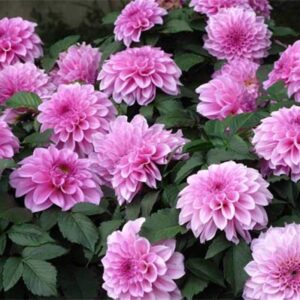 Rare Beautiful Perennial Mixing Color Dahlia Flowers Seeds 100PCS