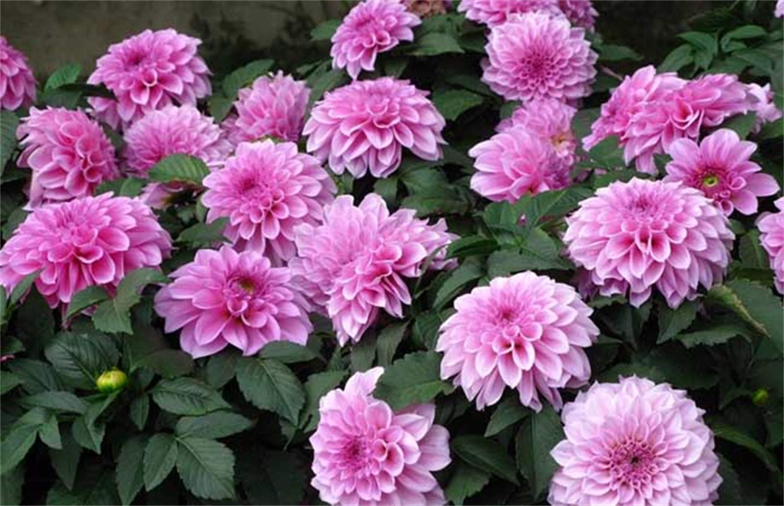 Rare Beautiful Perennial Mixing Color Dahlia Flowers Seeds 100PCS