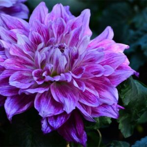 Rare Beautiful Perennial Mixing Color Dahlia Flowers Seeds 100PCS