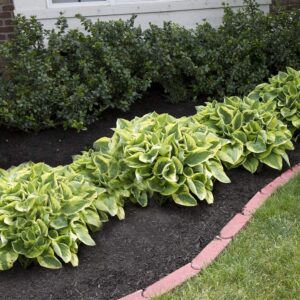 amazing deal - 24 hosta bare roots plants w/planting shovel - mixed heart-shaped, rich green foliage, attracts butterflies, hummingbirds & pollinators, low maintenance & extremely hardy - zones 3–9