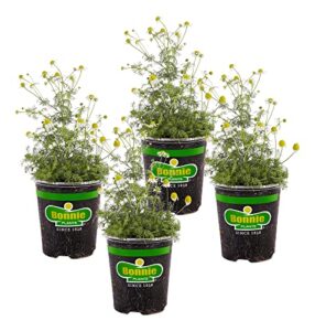 bonnie plants chamomile 19.3 oz. 4-pack