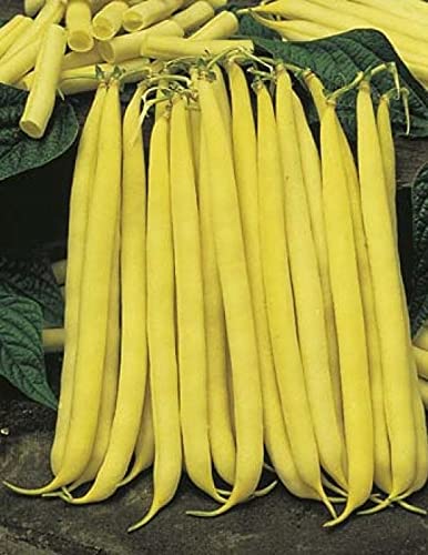 Yellow Cherokee Wax Bush Bean Seeds - 50 Count Seed Pack - Produces beans with a tender, slightly nutty flavor. - Country Creek LLC