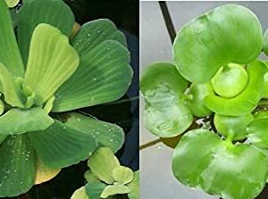 2 Water Lettuce + 2 Water Hyacinth Bundle - Floating Live Pond Plants