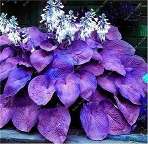 100 pcs mixed hosta jardin perennials lily flower pot white lace diy home garden ground cover garden plant - (color: t)