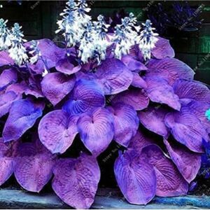 100 Pcs Mixed Hosta Jardin Perennials Lily Flower Pot White Lace DIY Home Garden Ground Cover Garden Plant - (Color: t)