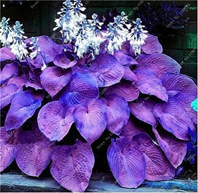 100 Pcs Mixed Hosta Jardin Perennials Lily Flower Pot White Lace DIY Home Garden Ground Cover Garden Plant - (Color: t)