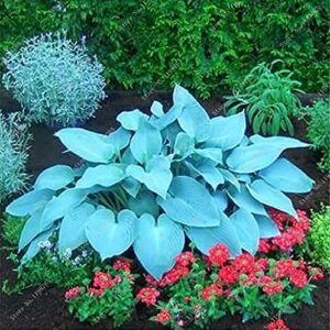 100 Pcs Mixed Hosta Jardin Perennials Lily Flower Pot White Lace DIY Home Garden Ground Cover Garden Plant - (Color: t)