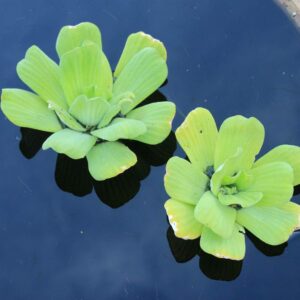 2 Water Lettuce + 2 Water Hyacinth Bundle - Floating Live Pond Plants