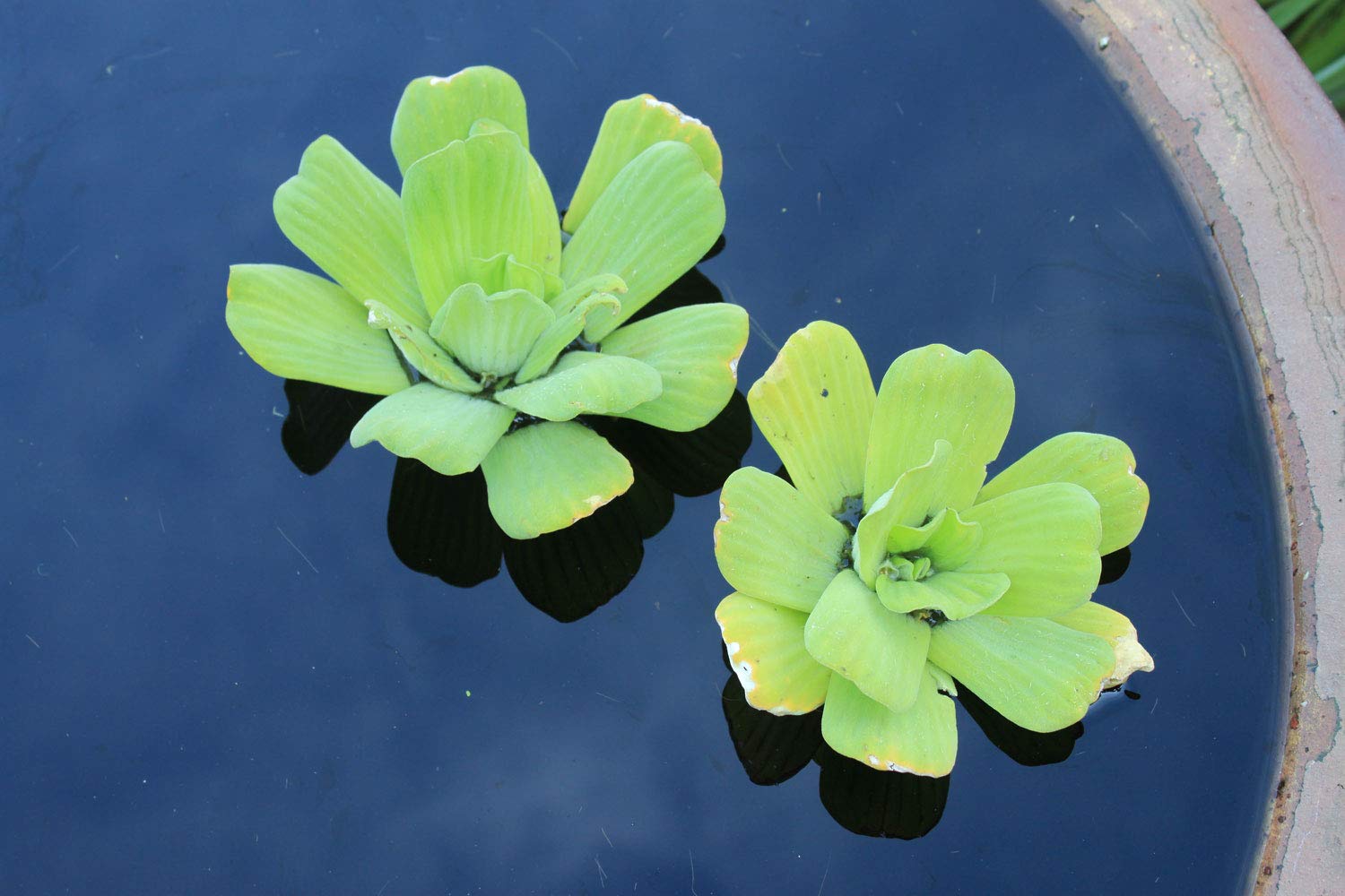 2 Water Lettuce + 2 Water Hyacinth Bundle - Floating Live Pond Plants