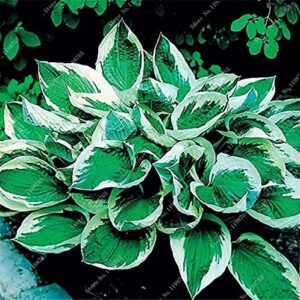 100 Pcs Mixed Hosta Jardin Perennials Lily Flower Pot White Lace DIY Home Garden Ground Cover Garden Plant - (Color: t)