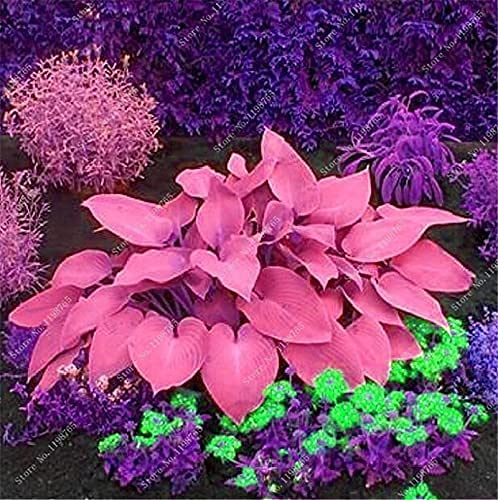 100 Pcs Mixed Hosta Jardin Perennials Lily Flower Pot White Lace DIY Home Garden Ground Cover Garden Plant - (Color: t)