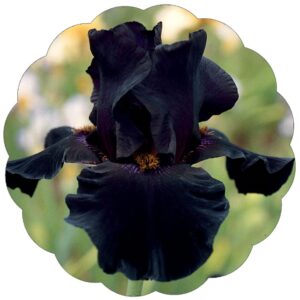 Old Black Magic Tall Bearded Iris Plant Potted - Fragrant Black Flowers - Easy to Grow Garden Perennial