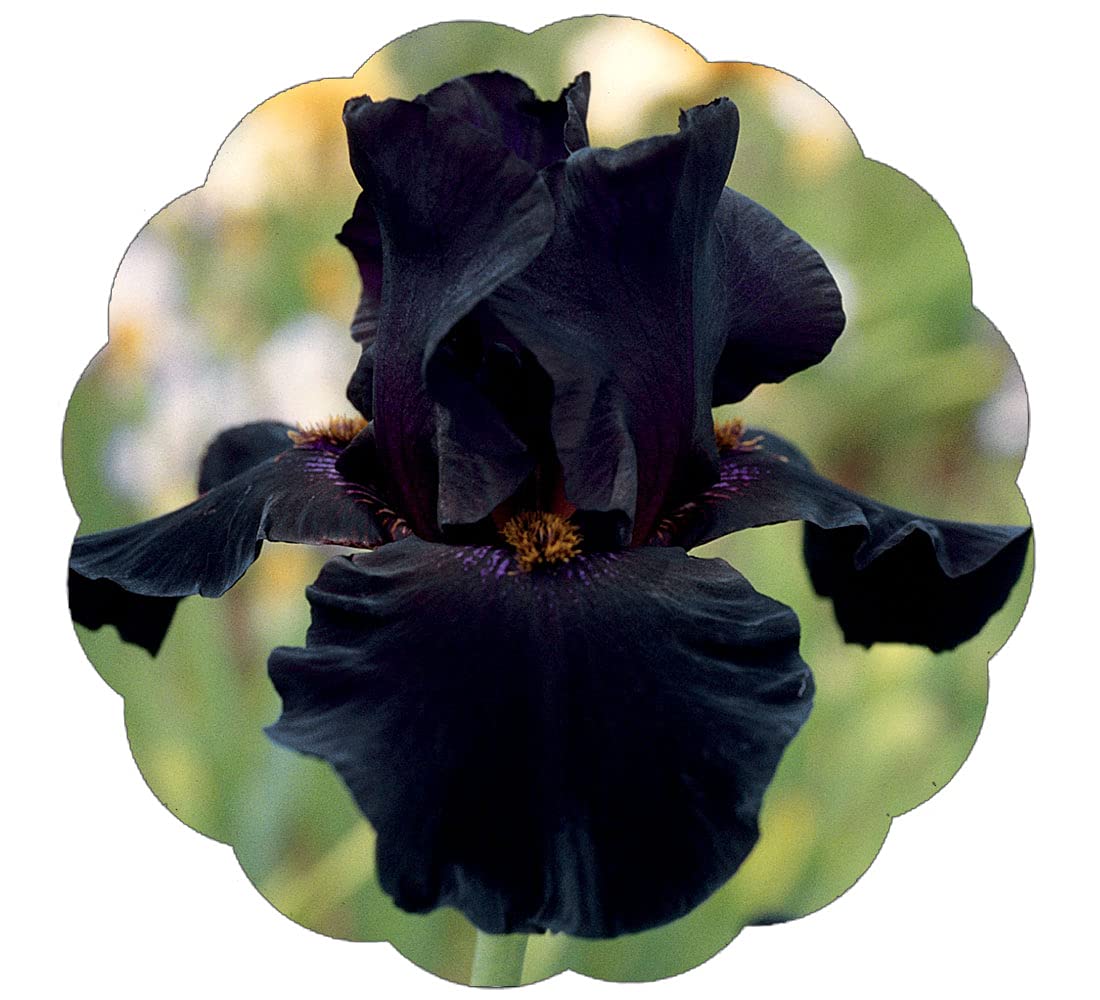 Old Black Magic Tall Bearded Iris Plant Potted - Fragrant Black Flowers - Easy to Grow Garden Perennial